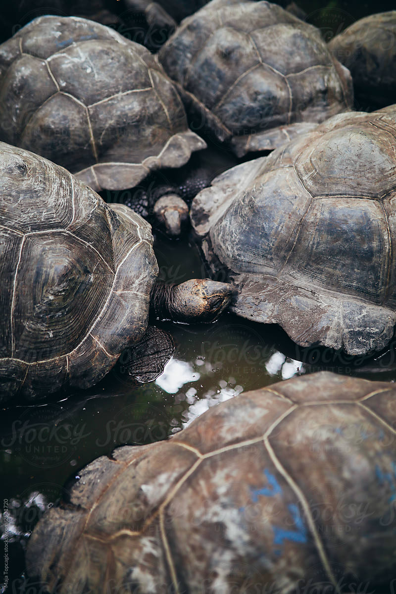 Old endemic turtles