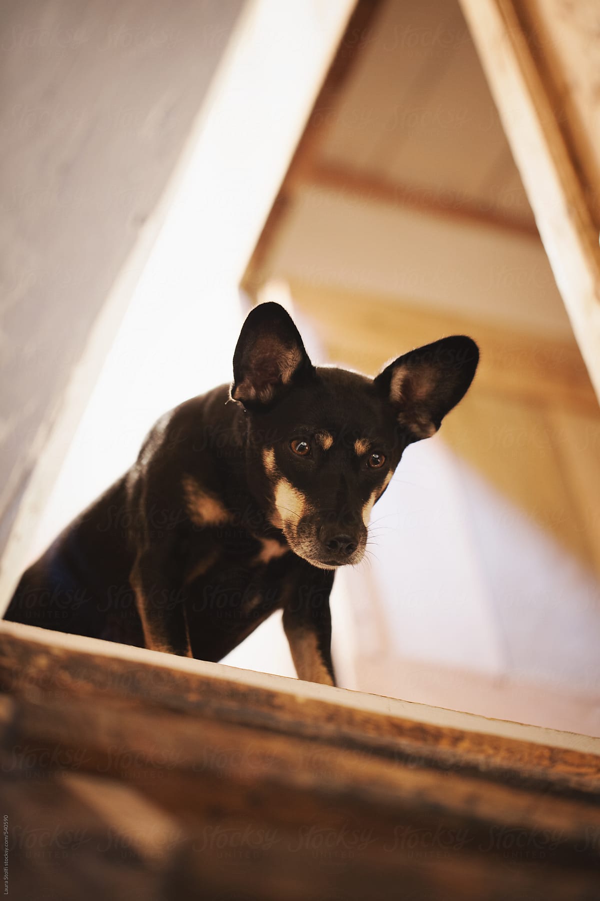 Dog stands on top of wooden stairs and looks down