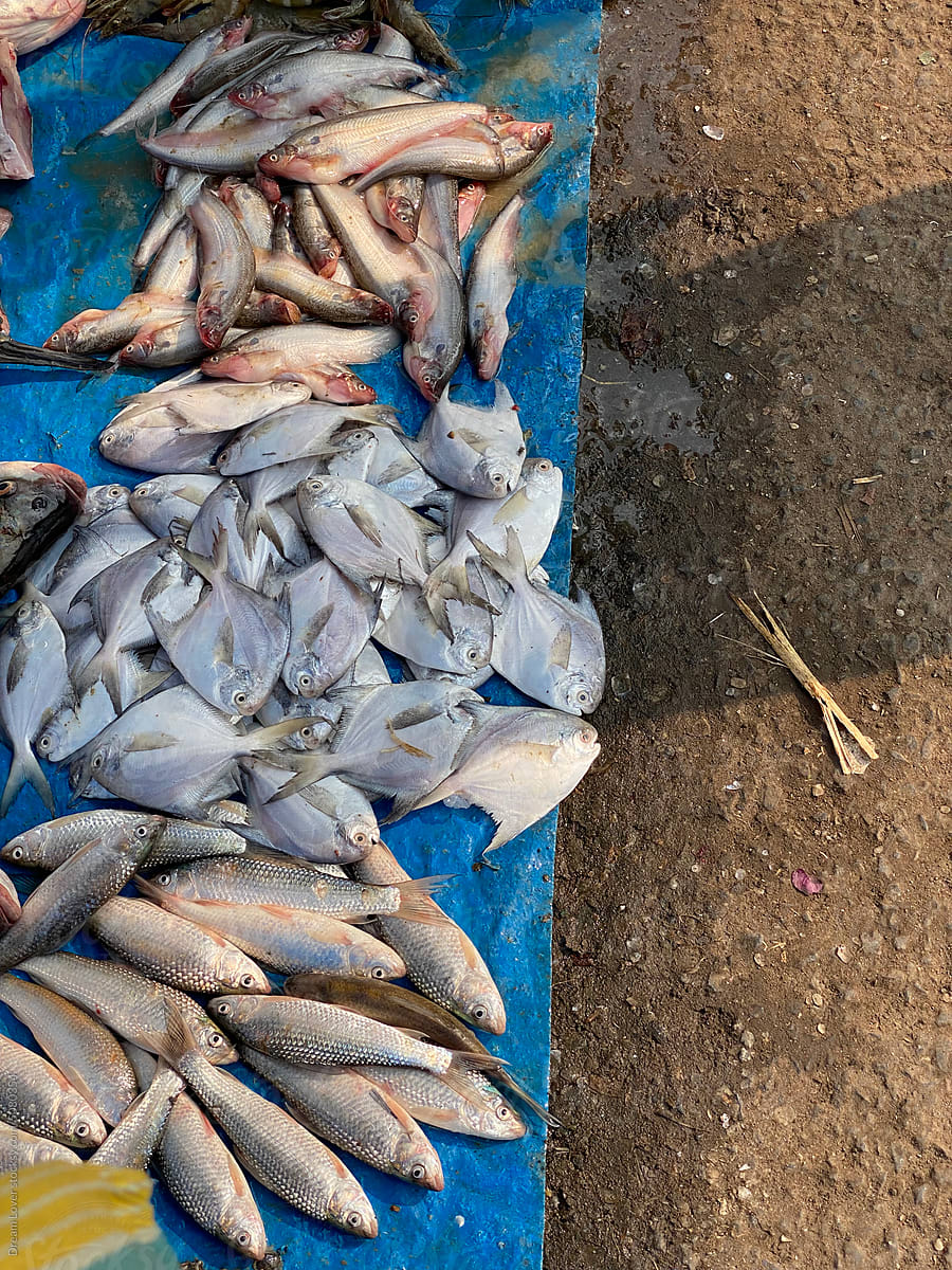Sea And River Raw Fishes Are Selling In A Small Local Market
