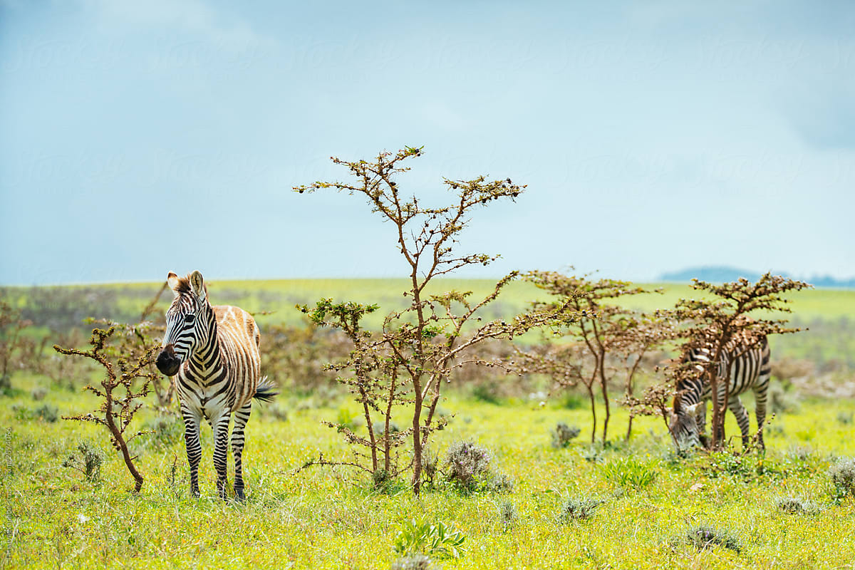 A Zebra on the Grassland Safari