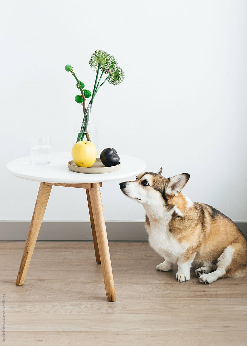 Portrait of corgi dog  with wood table, flowers and fruit