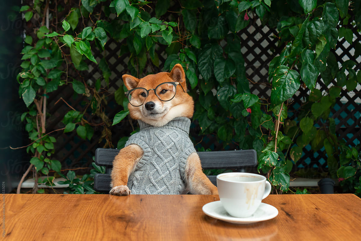 Dog in sweater with coffee