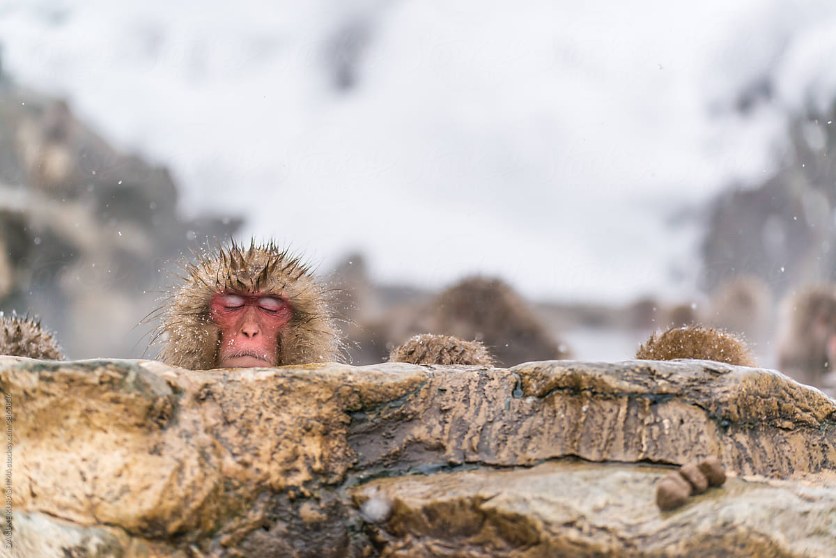 Monkey in the hot spring, looking very comfortable.