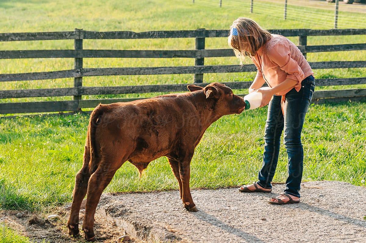 Girl feeding red devon calf milk from a bottle
