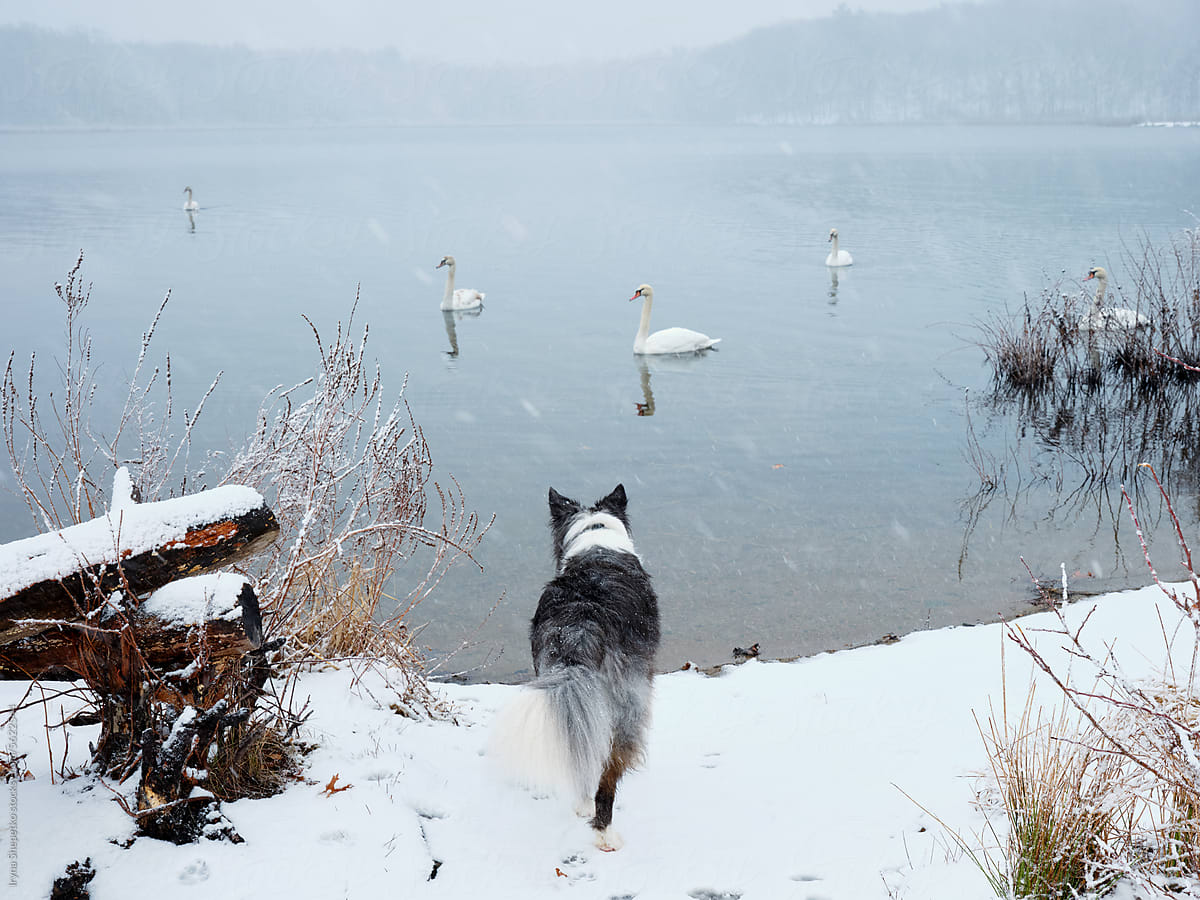 Dogs looking at Swans swim on a lake in a snowy forest video