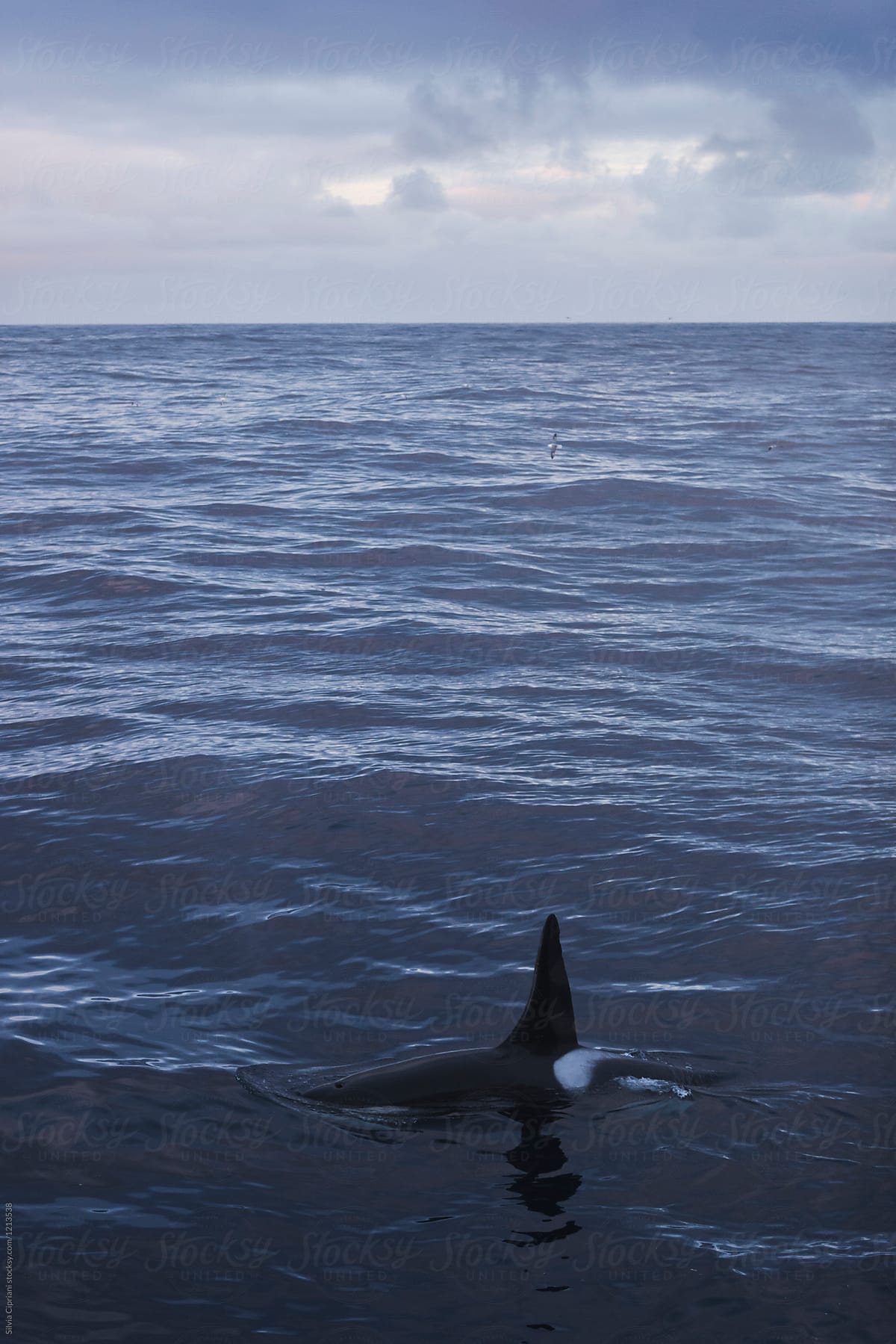 Wild killer whale out at sea