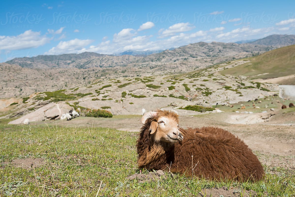 Sheep resting on green hill of Shinjang China