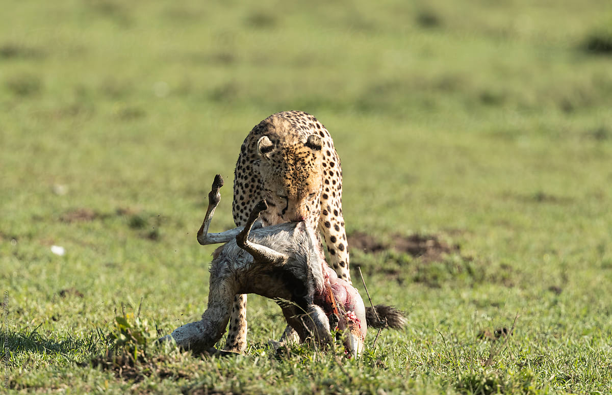 Cheetah feeding on gazelle