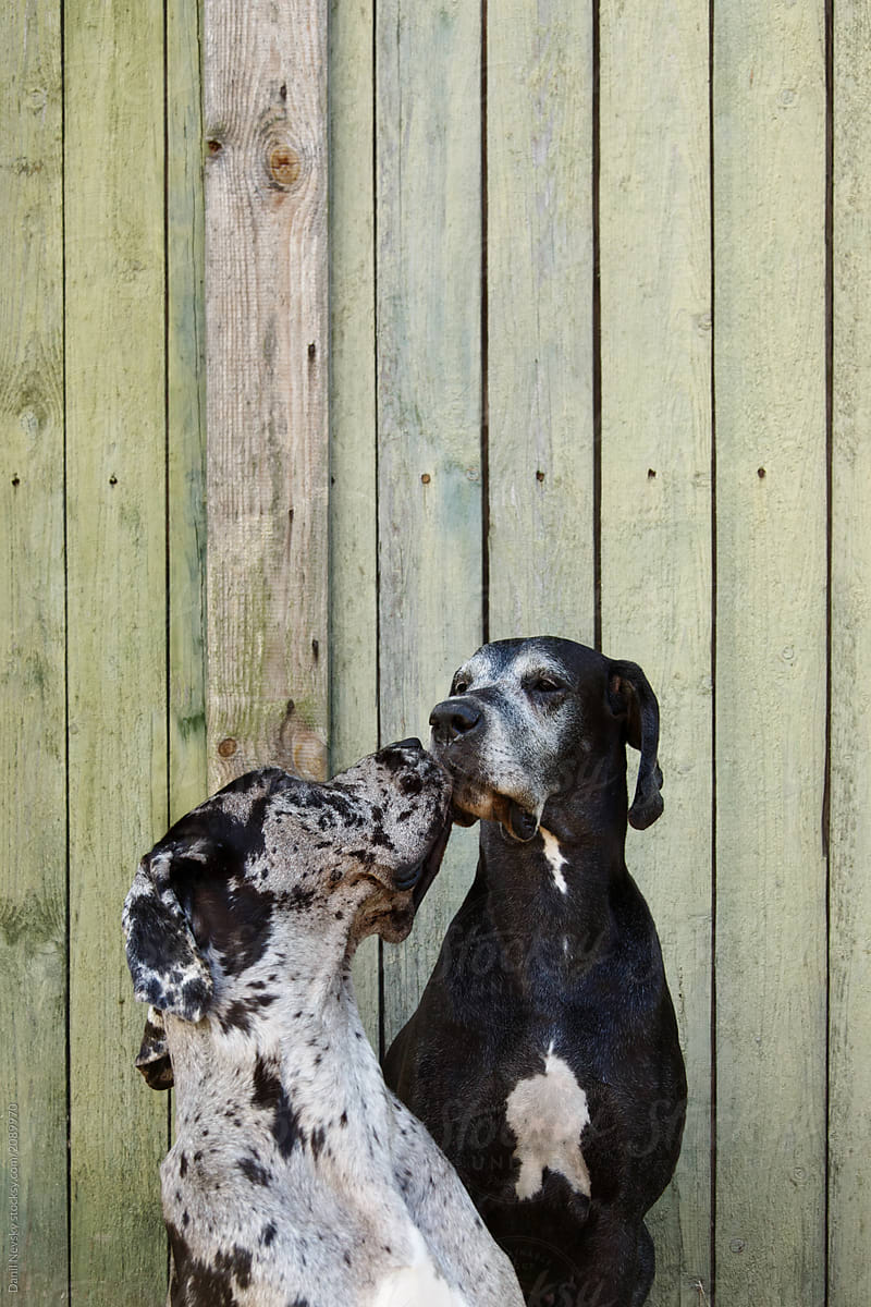 Dogs kissing at fence