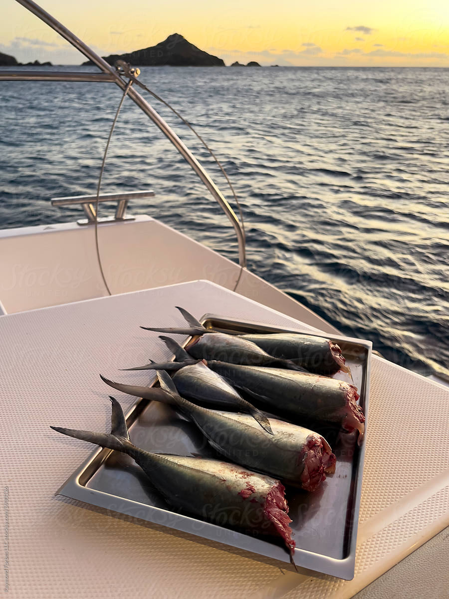 Fresh Caught fish on Boat  at sunset