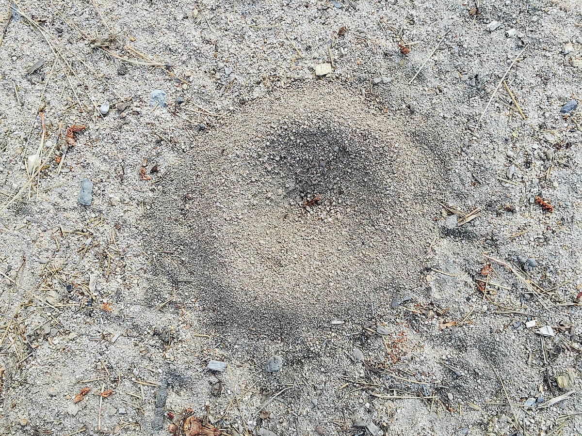 Small anthill on ground surface
