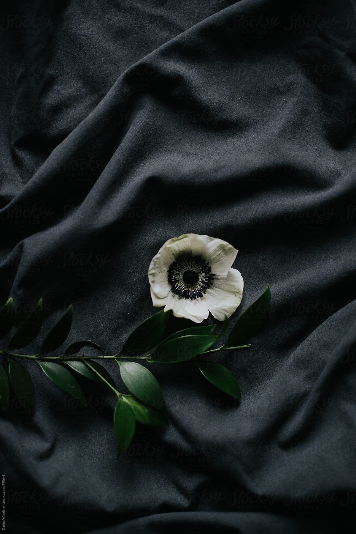 Dark and moody white flowers arranged on dark sheet background