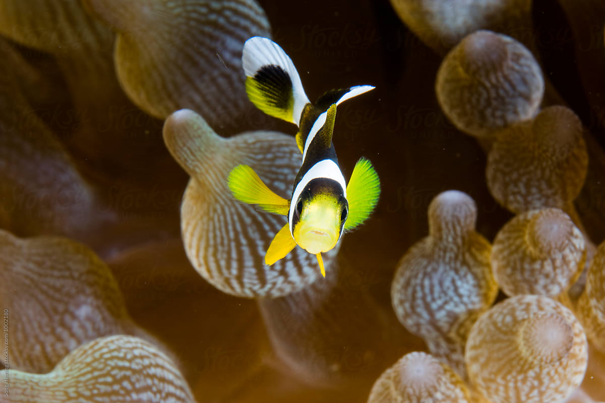 anemonefish  live in soft coral