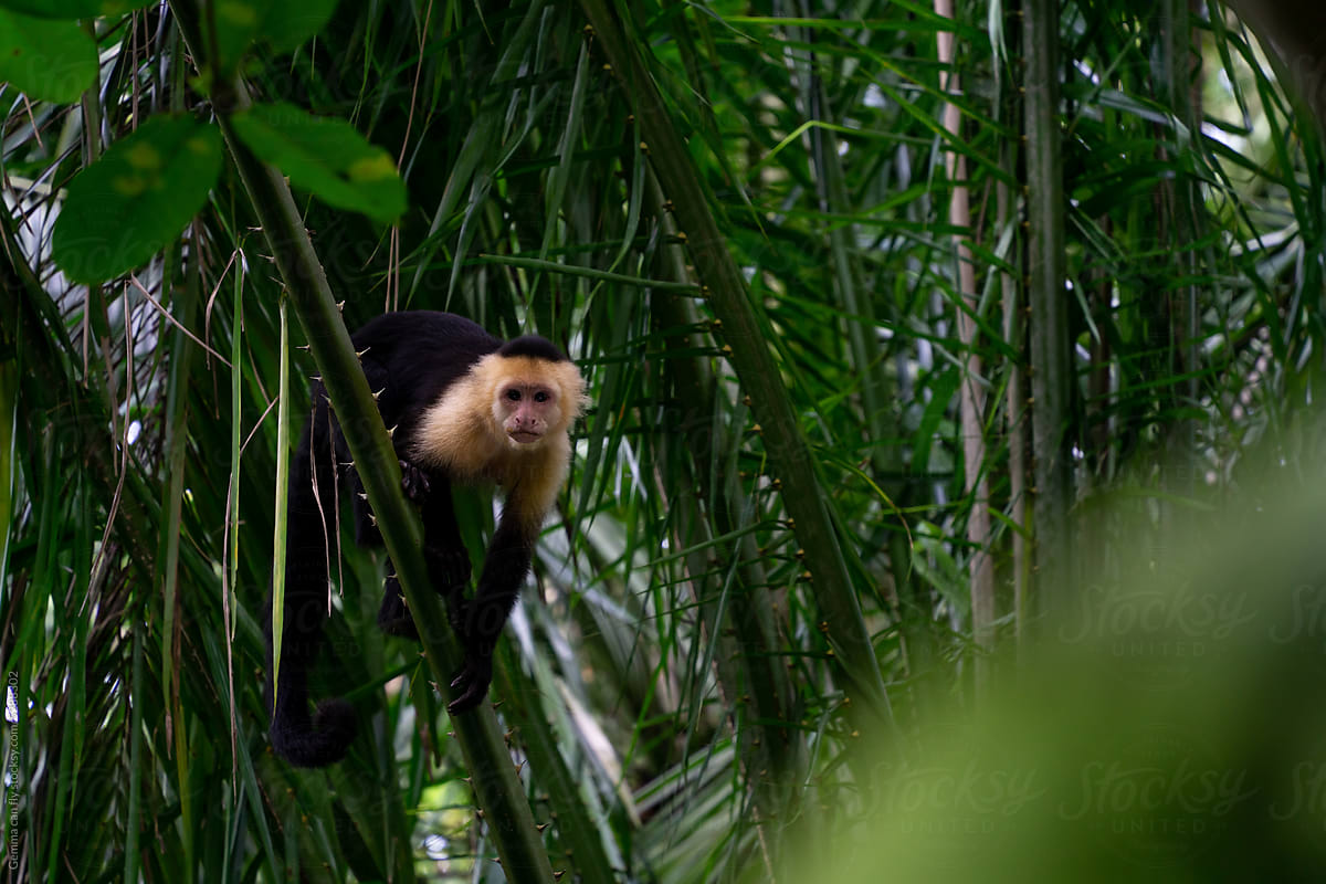 Spider monkey, animal wildlife travel Costa Rica