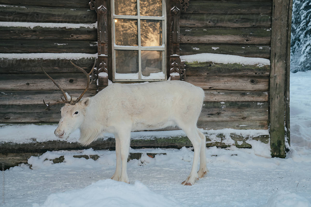 White Reindeer and Wooden Cabin Window