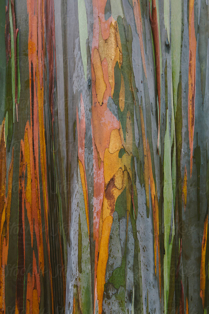 Detail of eucalyptus tree, Kauai, Hawaii