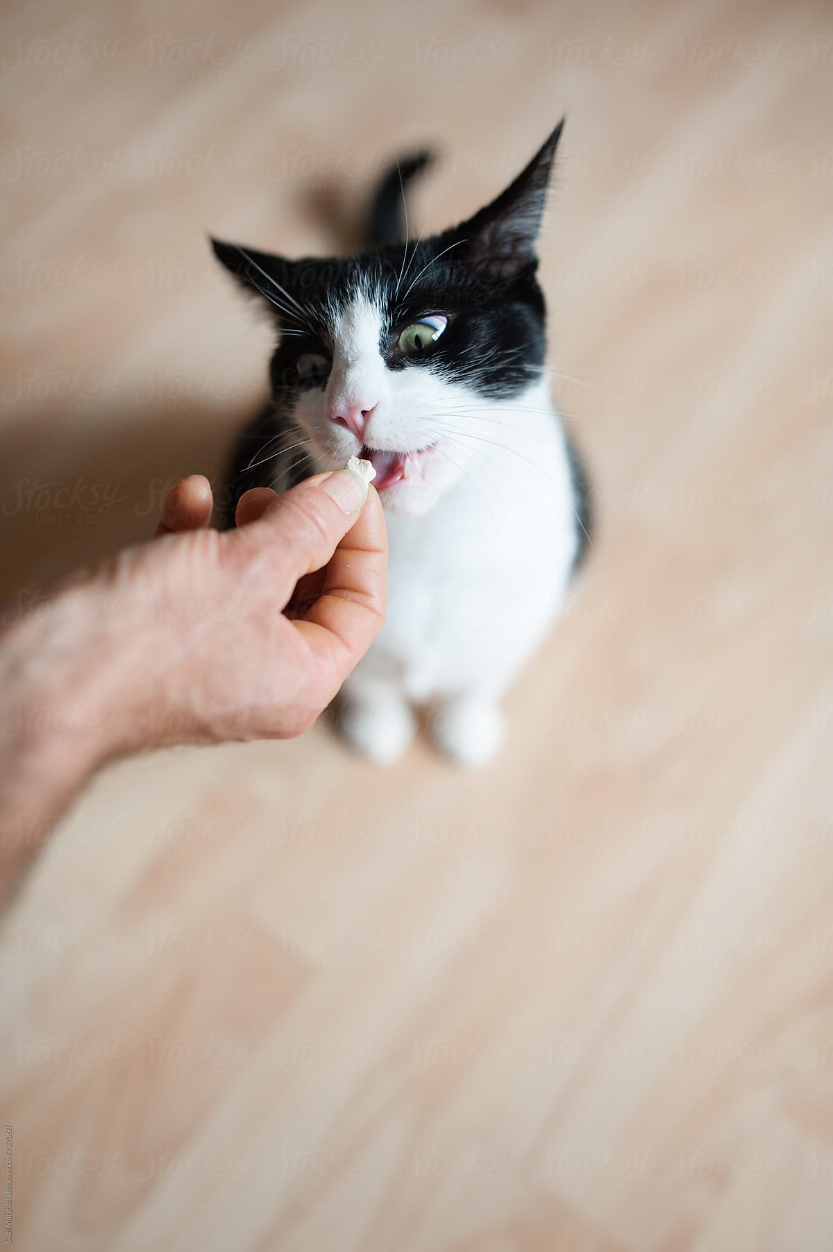 Black and white cat eating a cat treat from a man\'s hand