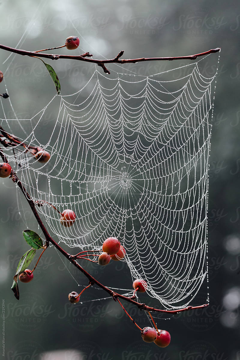 Close up of a dew-covered spider web in a tree by Amanda Worrall