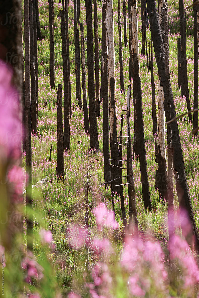 wildflowers beneath burned forest