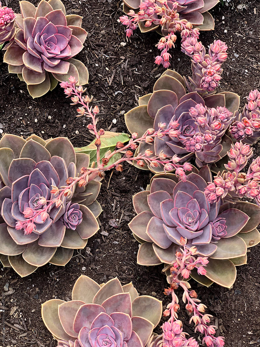 colorful succulent plants in the dirt