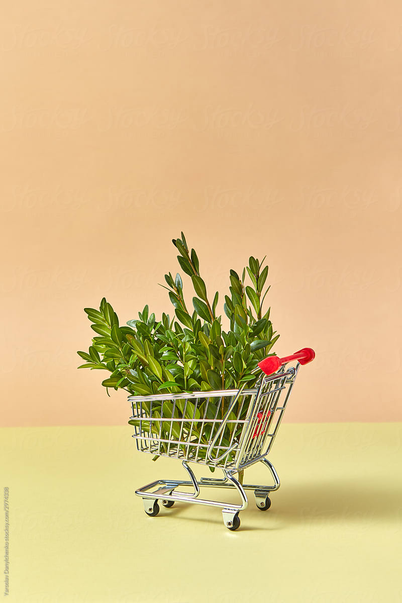 Shopping trolley with evergreen boxwood plant.