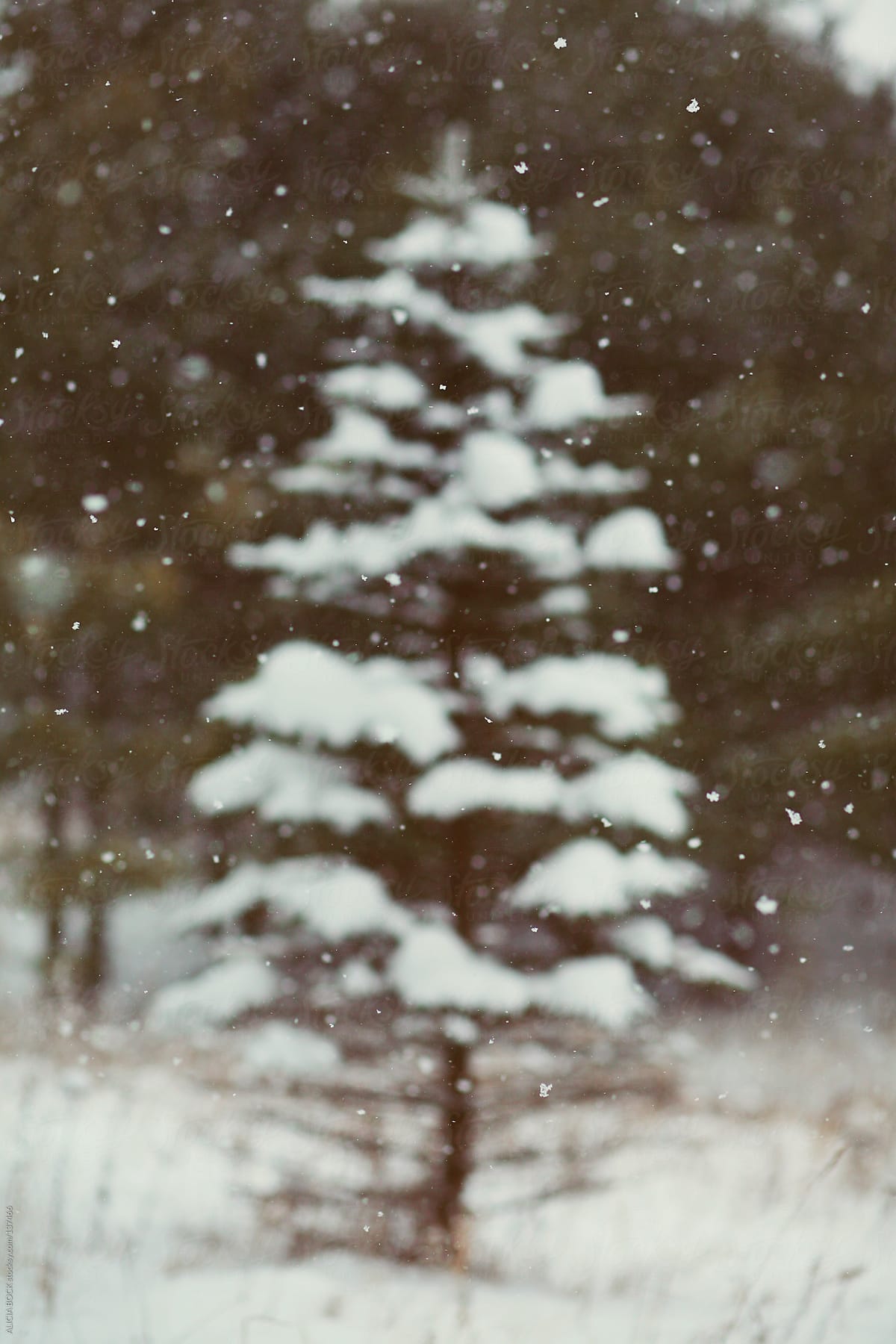Snowy Pine Tree During A Snowstorm