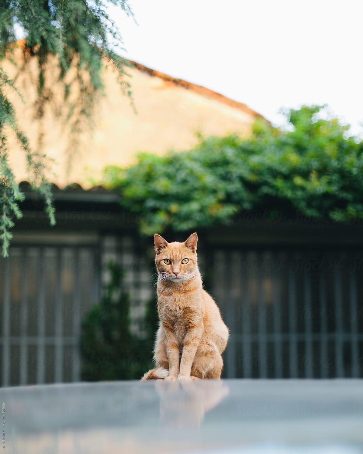 Red cat sits on top of car and looks straight at the camera, bright day, summer outdoor