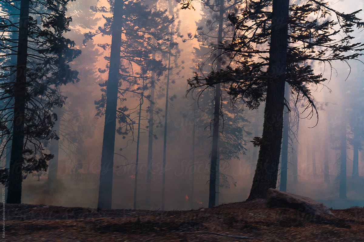 Burning tree in forest with smoke