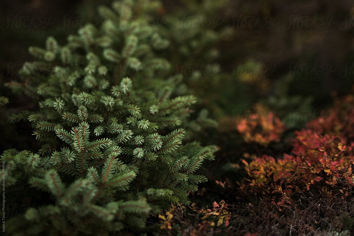 Detail of pine tree