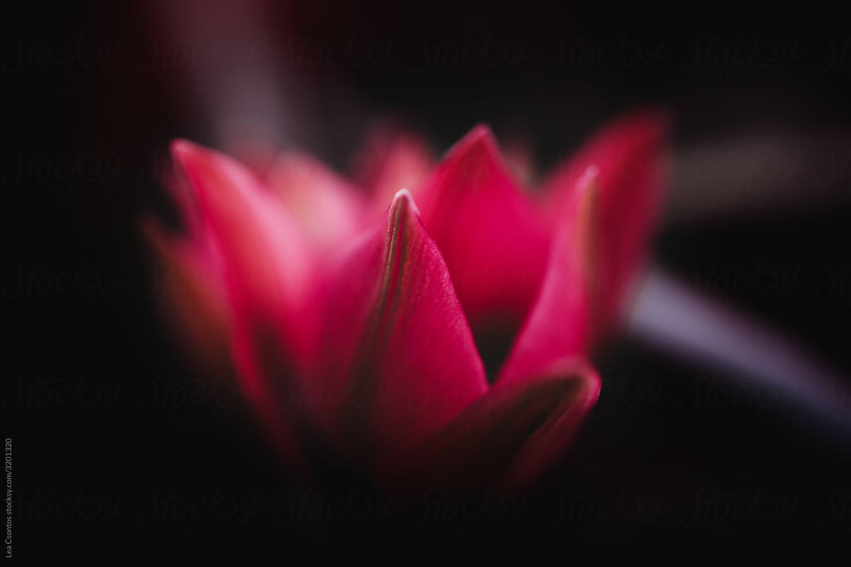 A gorgeous red tulip glowing in the dark