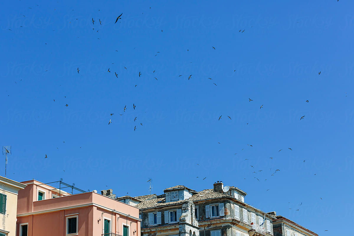 Swallows flying above the Venetian architecture of Corfu old town