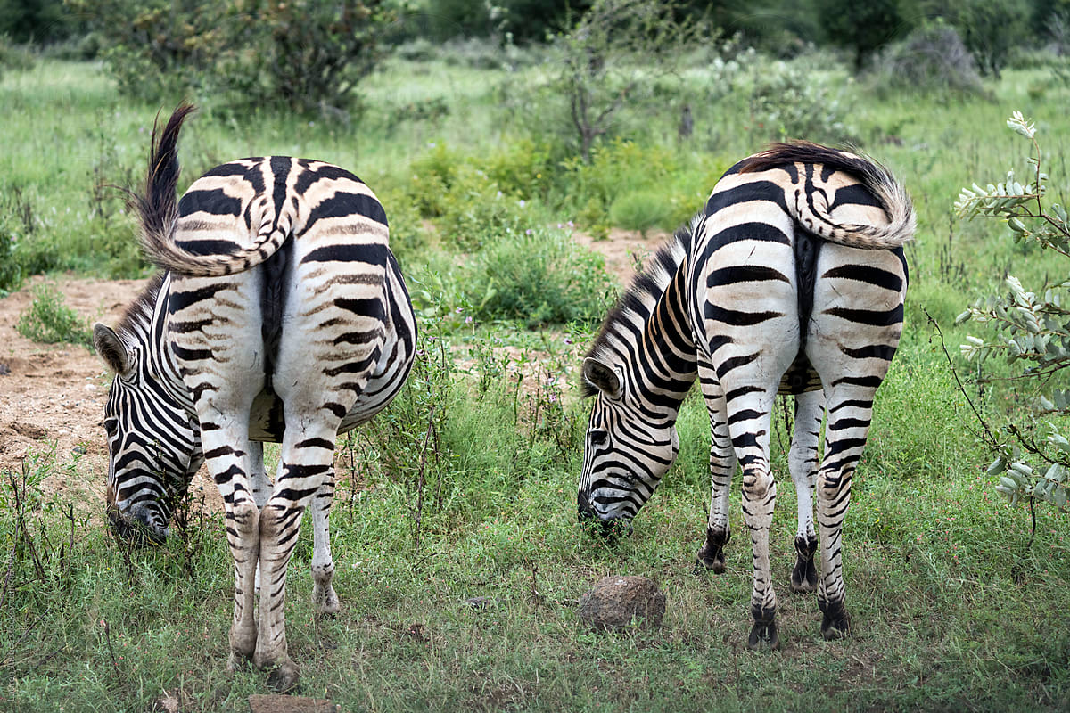 Zebra butts on a safari in Kruger National Park
