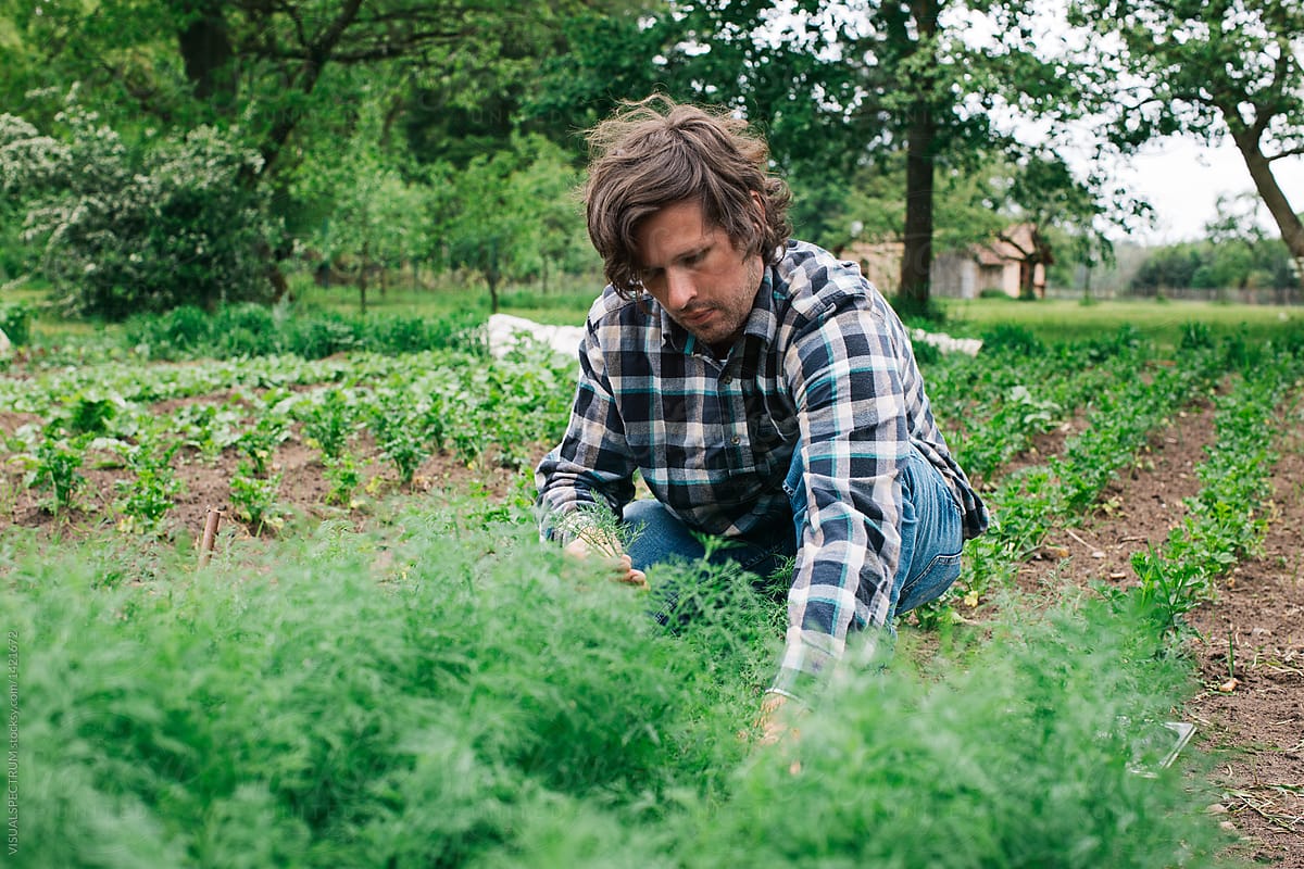 Farm to Table - Young Male Chef Picking Fresh Dill in Organic Garden