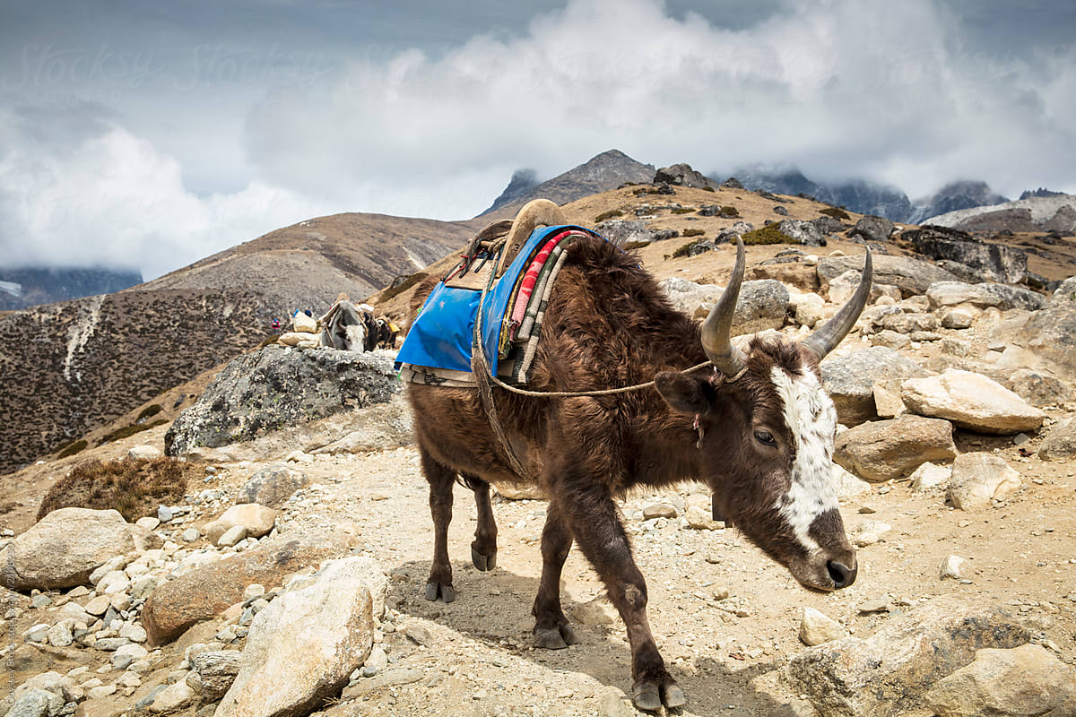 Pack Animals In Himalayas