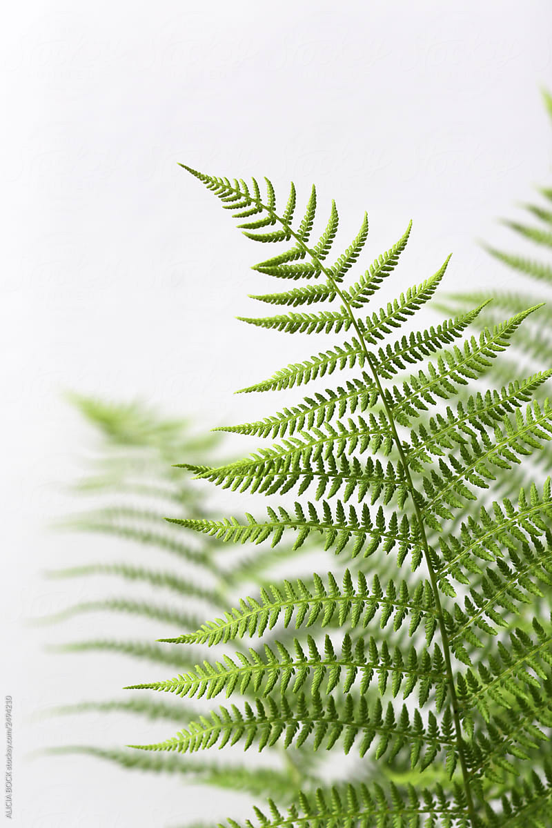 Vibrant Green Fern Fronds Against A White Background