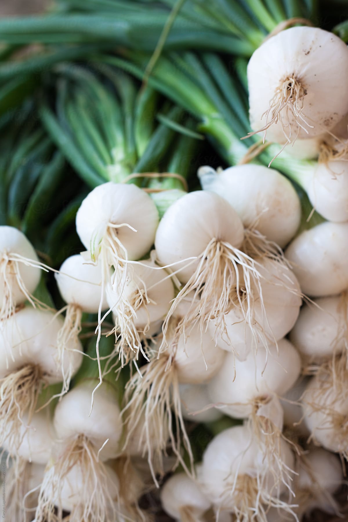 Close up of the bulbs of green onions at the Farmer\'s Market