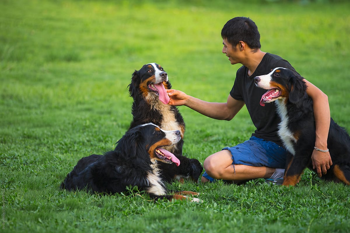 One young asian man with his Bernese dogs outdoor in the park