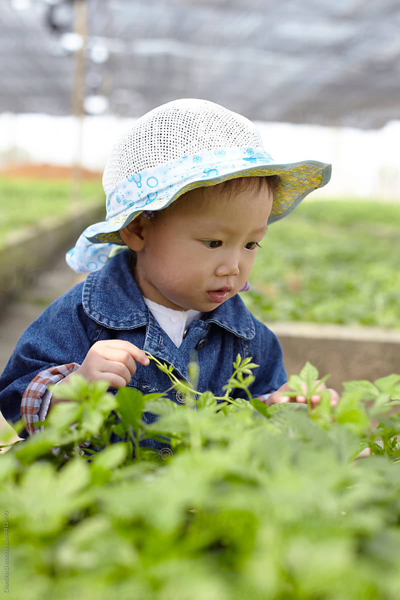 Cute asian kid in strawberry field