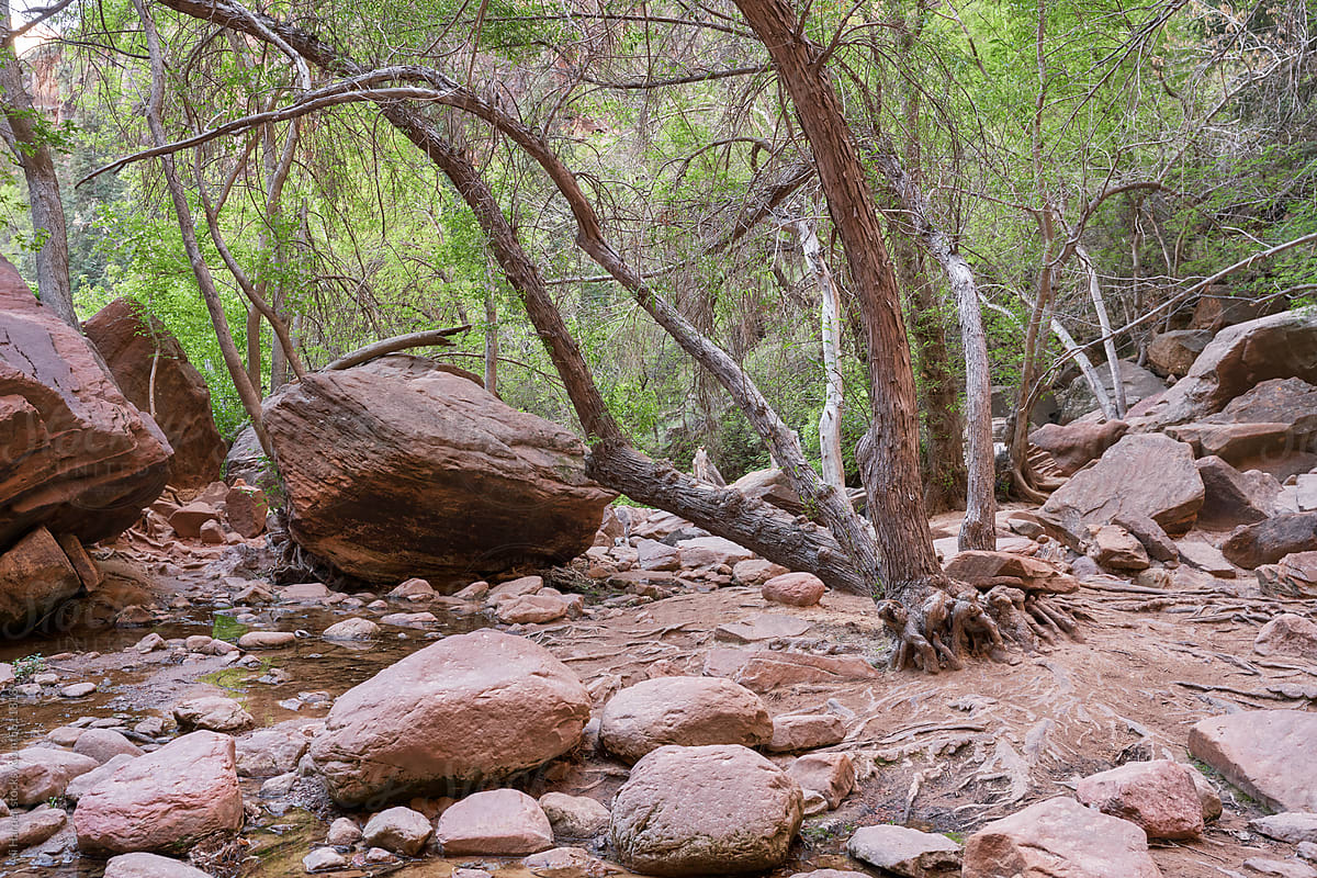 Large boulders and tree roots found in Zion National Park