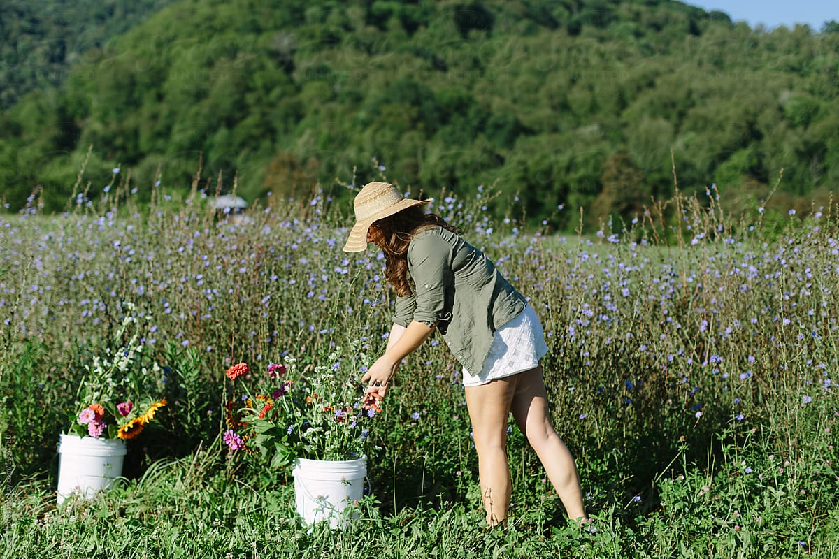 Woman Picking Flowers At Flower Farm By Stocksy Contributor Leah