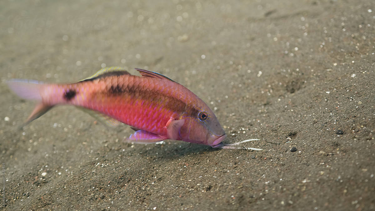 manybar goatfish searching for food in sand underwater
