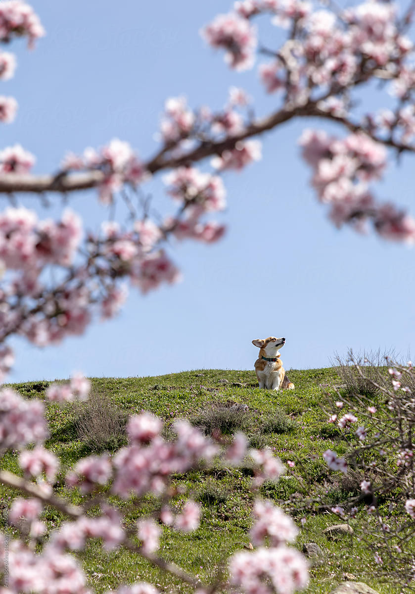 Dog Among Spring Blossoms