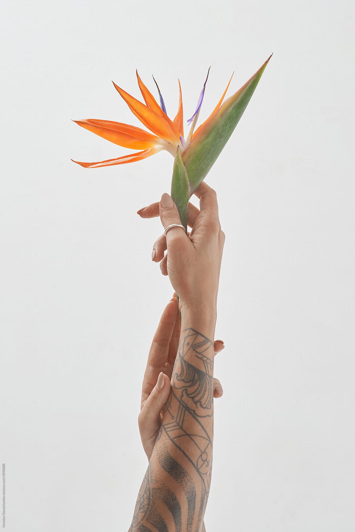 a female hand holds a orange flower strelitzia