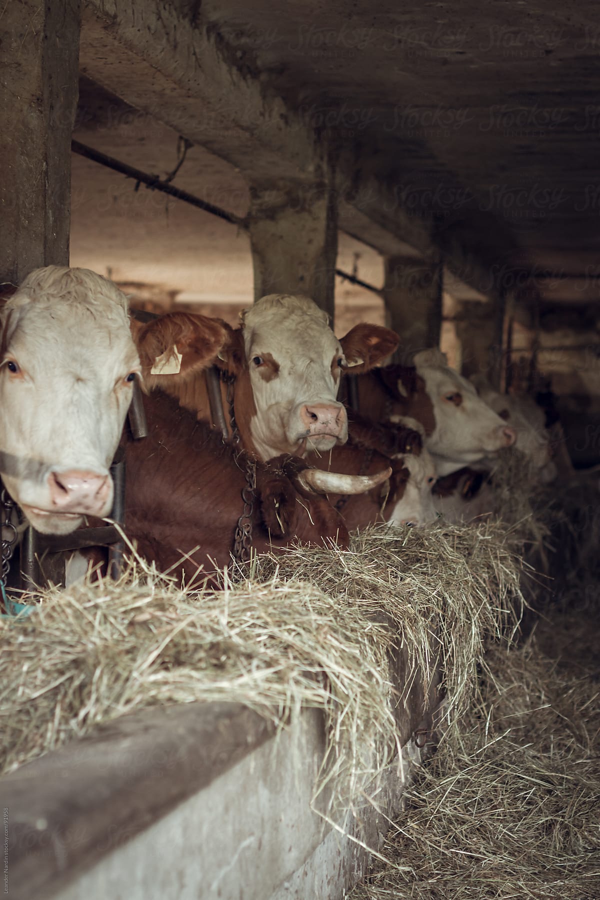 cows in a cowshed