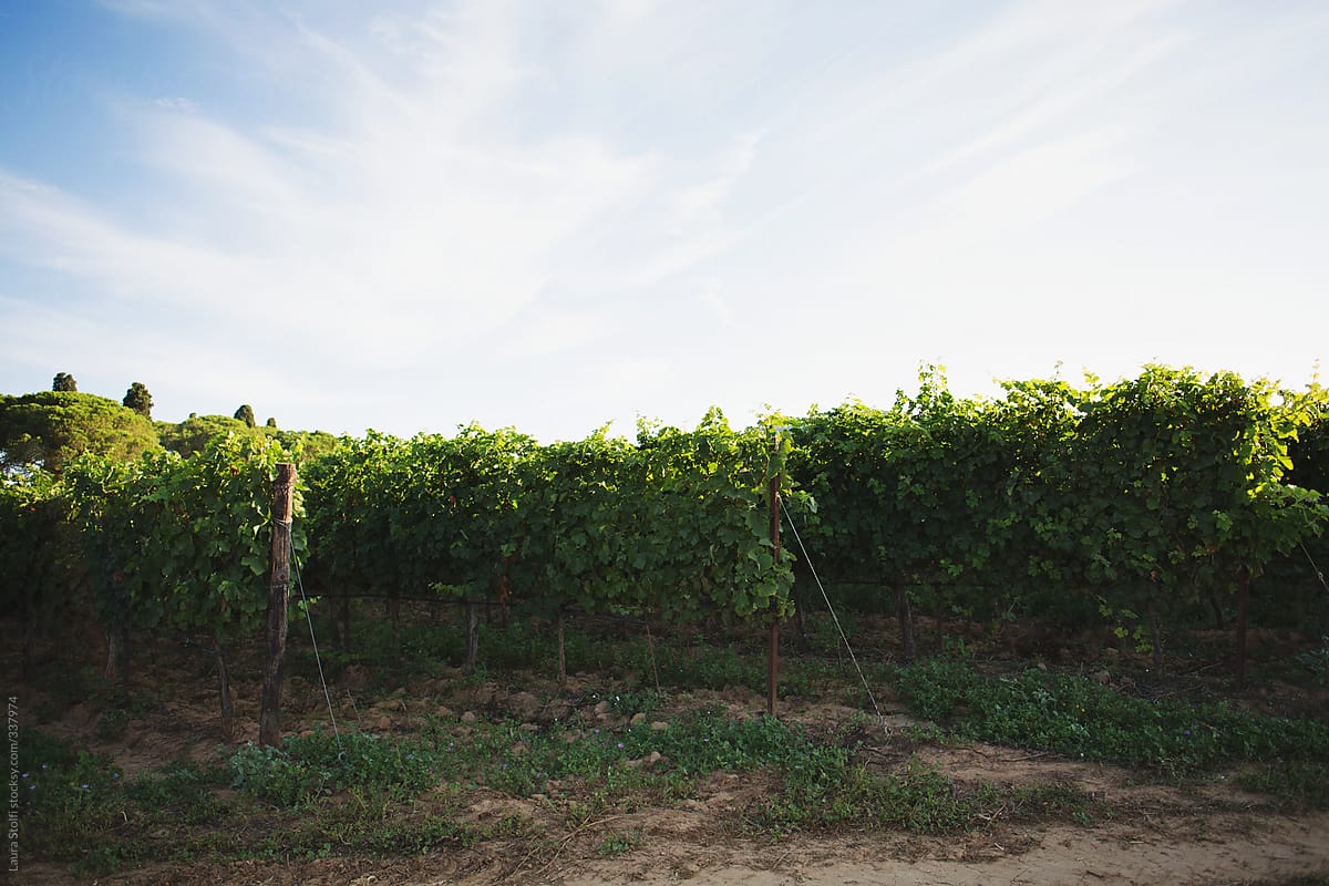 Vineyards in Tuscany under morning blue sky
