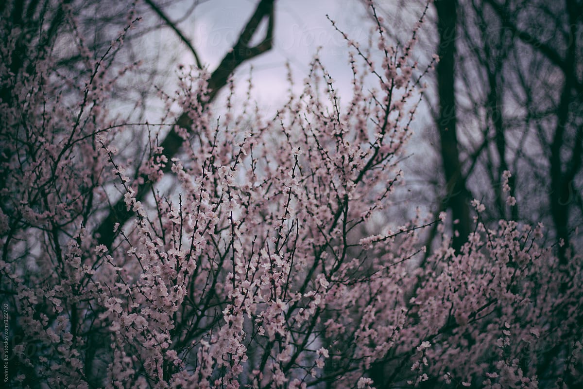 Part of a Cherry Blossom Tree on a Cloudy Day