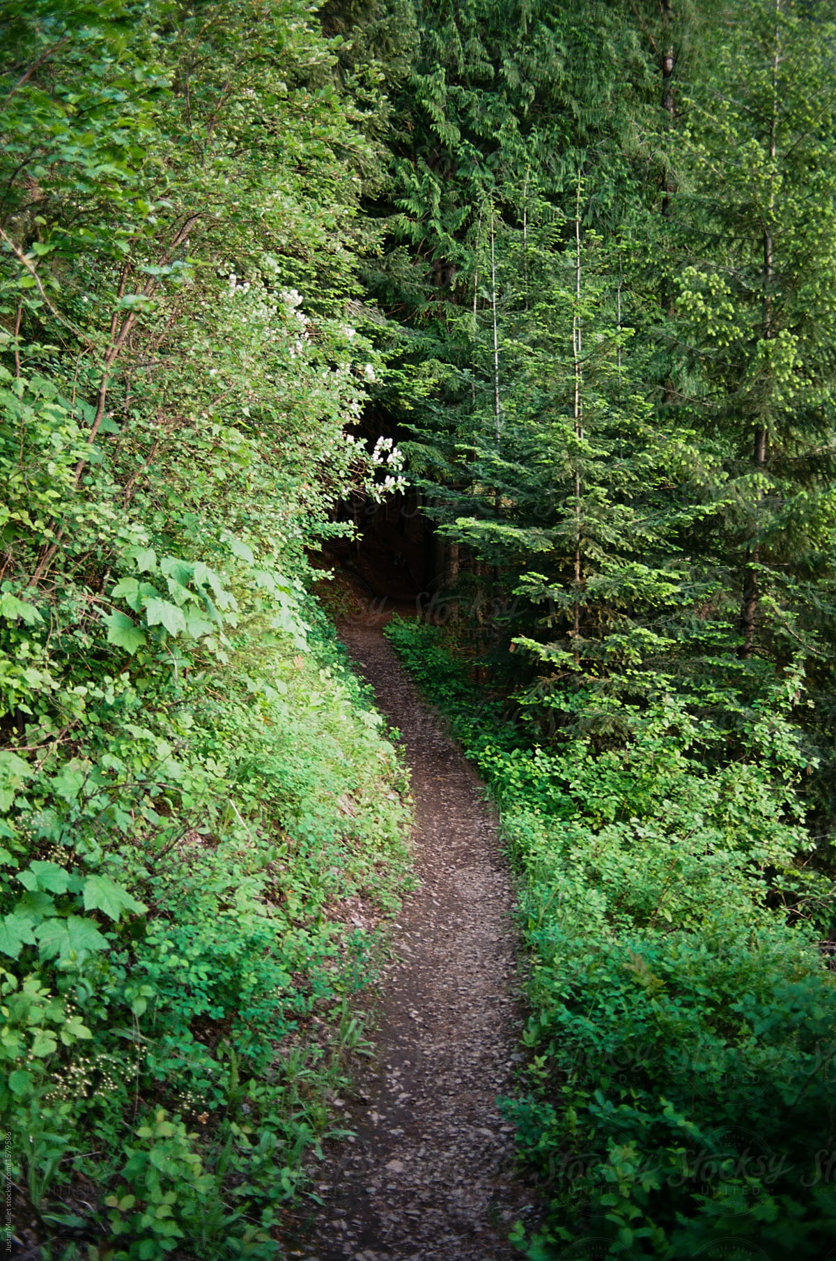 Hiking path leading into a thick forest.
