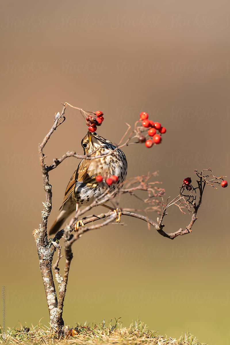 Song Thrush Perched On A Rowan Branch, Vertical Portrait