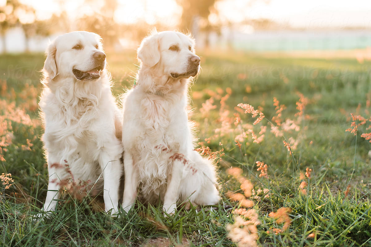 Mother and son golden retrievers