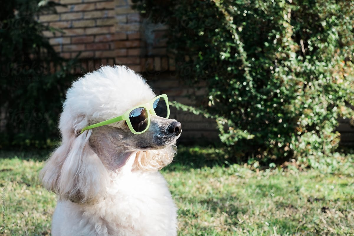 Cool Poodle with Sunglasses